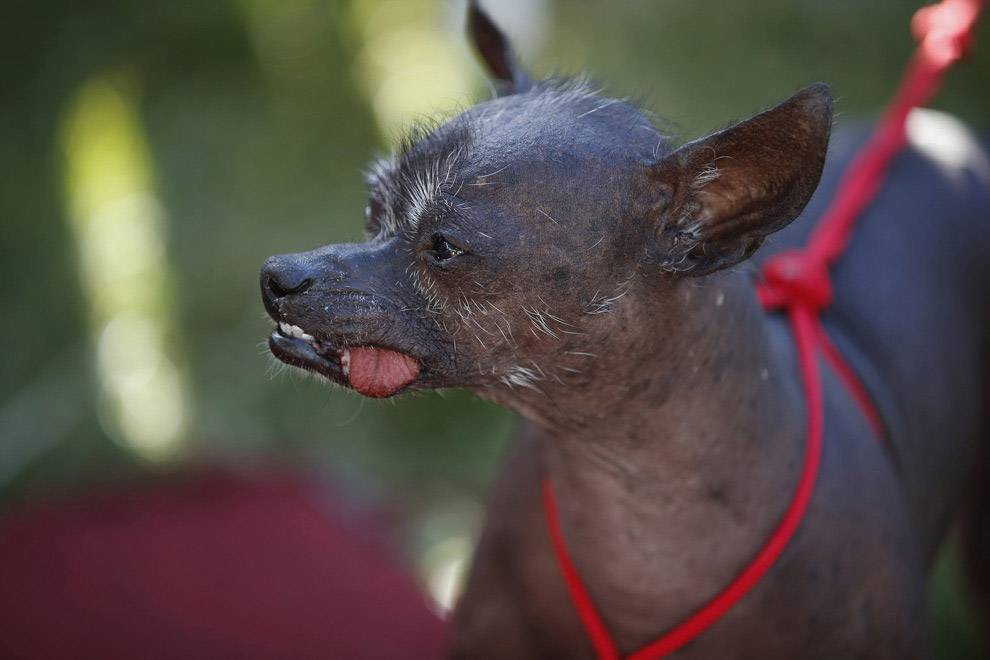 Самые страшные собаки в мире: рейтинг некрасивых пород с фото и описаниями