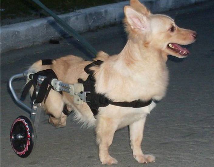 Инвалидная коляска для собак для задних конечностей