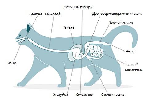 Домашние кошки — анатомия грации