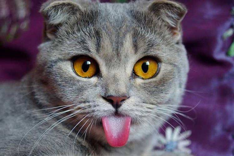 Почему у котов шершавый язык?