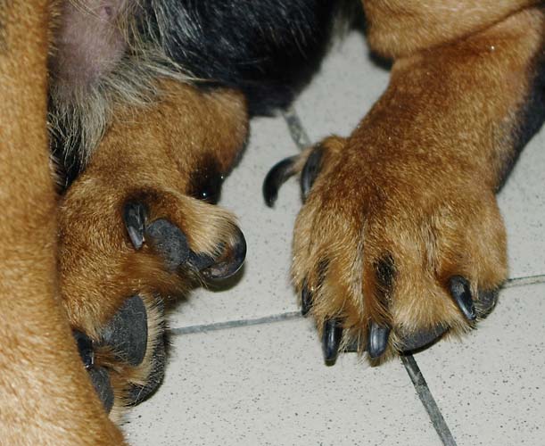 Ампутация прибылого пальца у собаки: техника выполнения