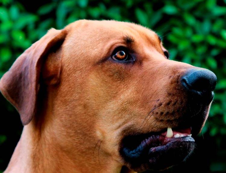 Харьер собака. описание, особенности, уход и цена харьера