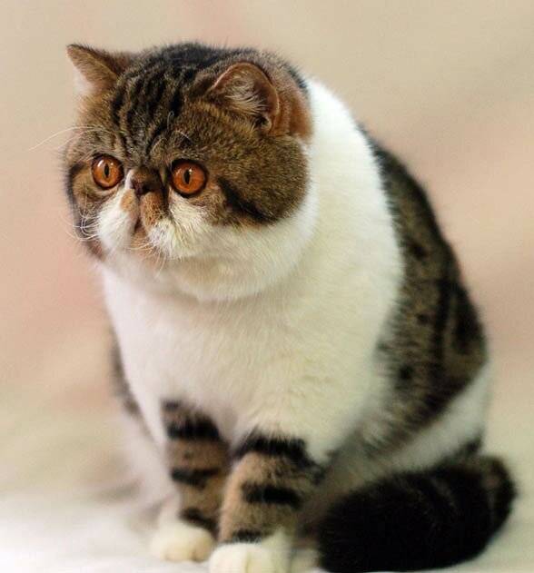Кошки с разными глазами: аномалия или особенность породы