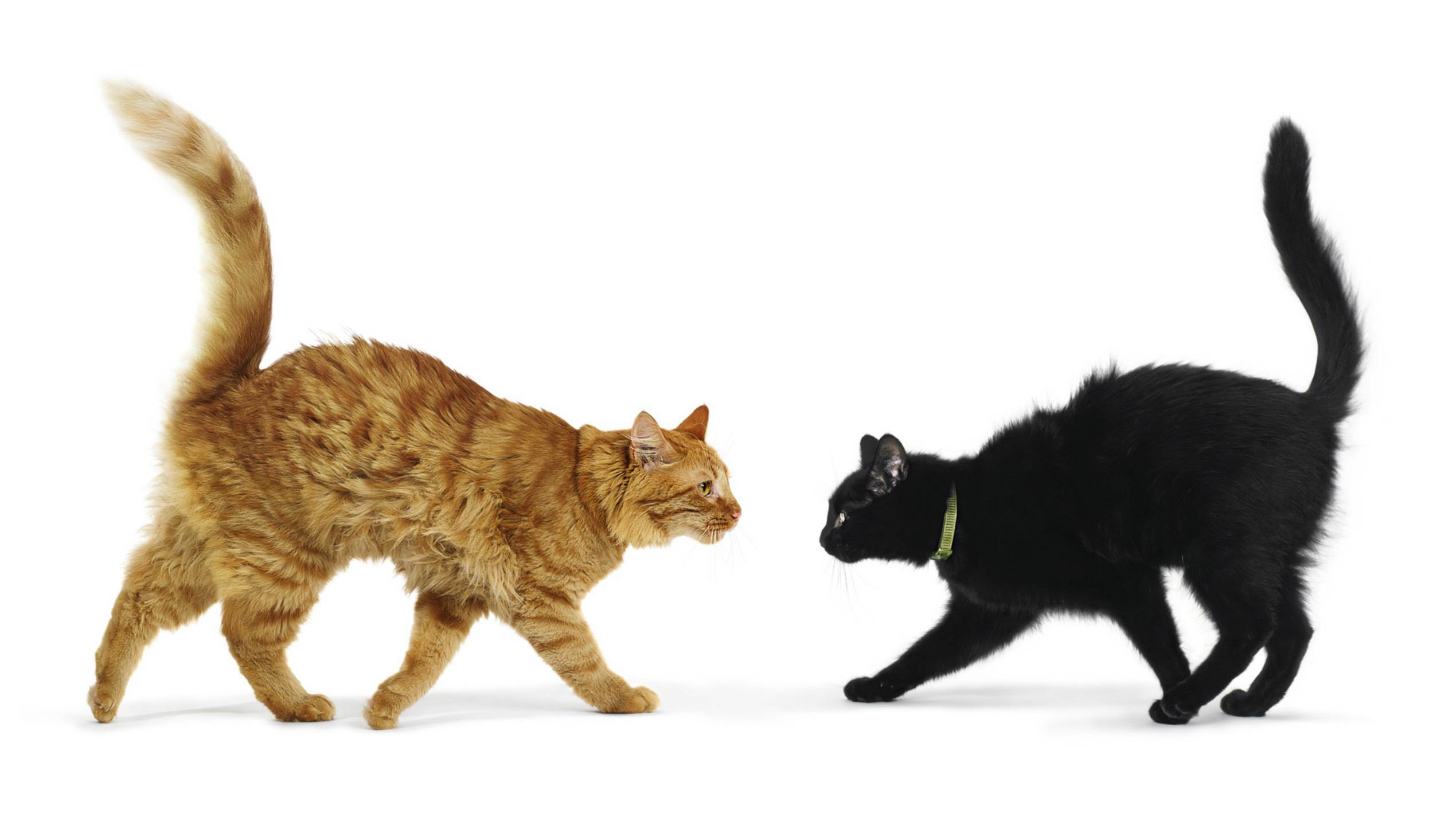 Внезапное проявление агрессии у кошки. в чем причина и как с этим бороться? | | блог ветклиники "беланта"