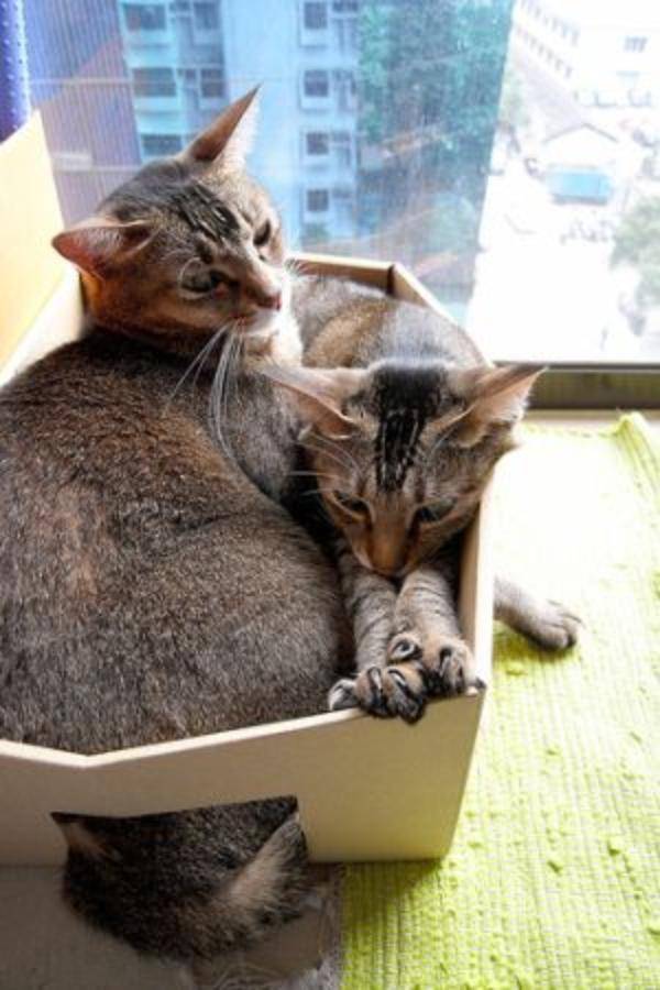 Топ-7 причин, почему кошки любят коробки