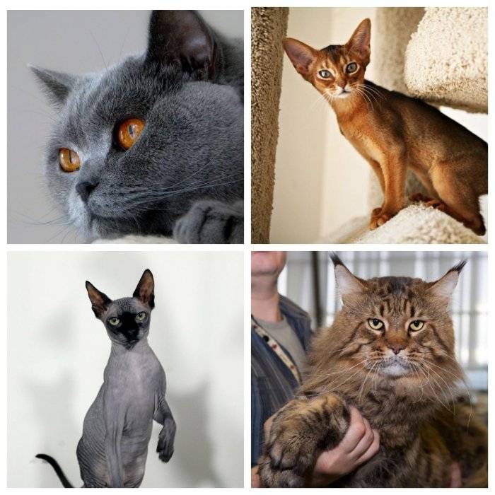 Самые умные породы кошек: рейтинг интеллектуальных представителей