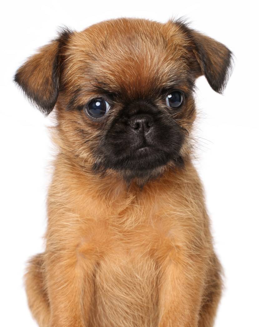 Собака бельгийский гриффон: фото породы, уход, характеристики