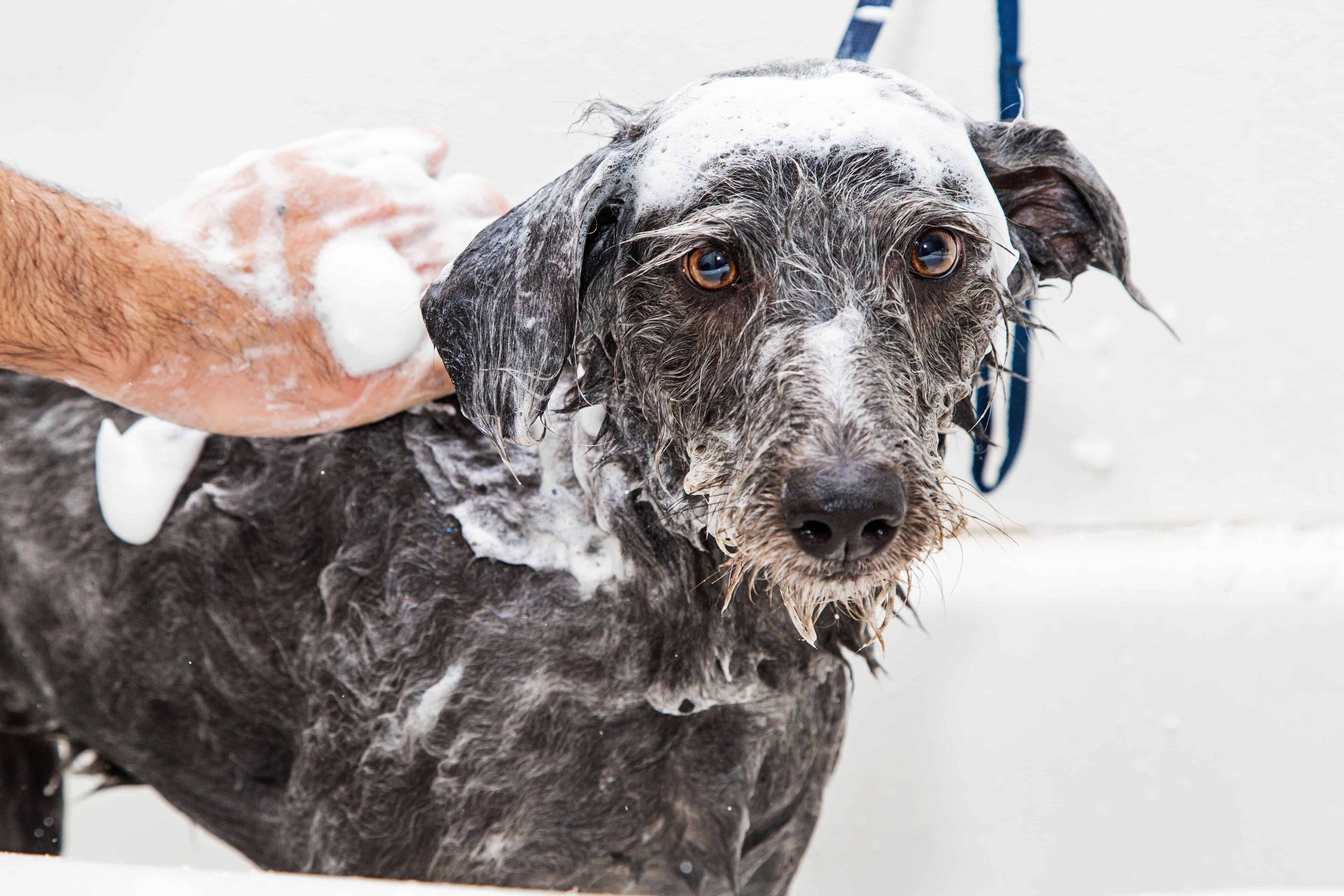Как часто мыть собаку, можно ли мыть собаку мылом, шампунем