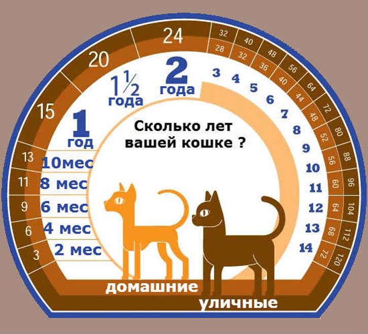 Возраст кошки по человеческим меркам: сопоставления в таблице, критерии определения этапов жизни котов