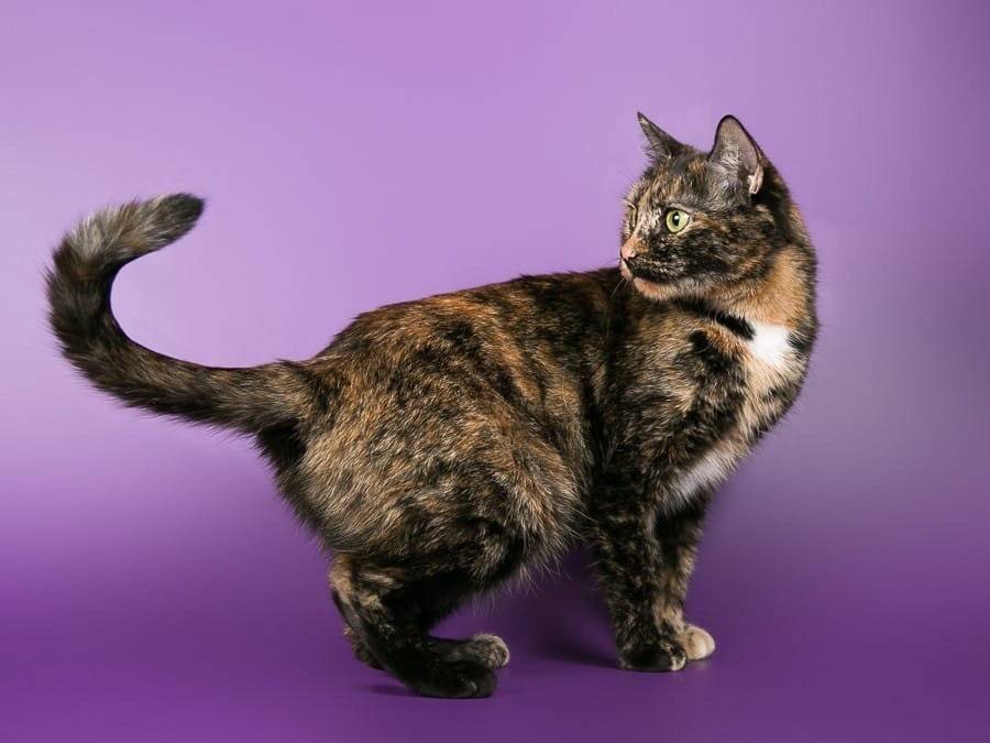 Трёхцветная кошка в доме приметы: что вещает, к чему перебежала дорогу, свадебные приметы, что означает, если прибилась кошка или котенок.