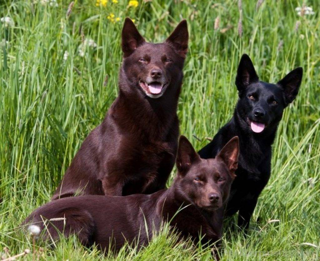 Австралийский келпи: описание породы собак с фото и видео