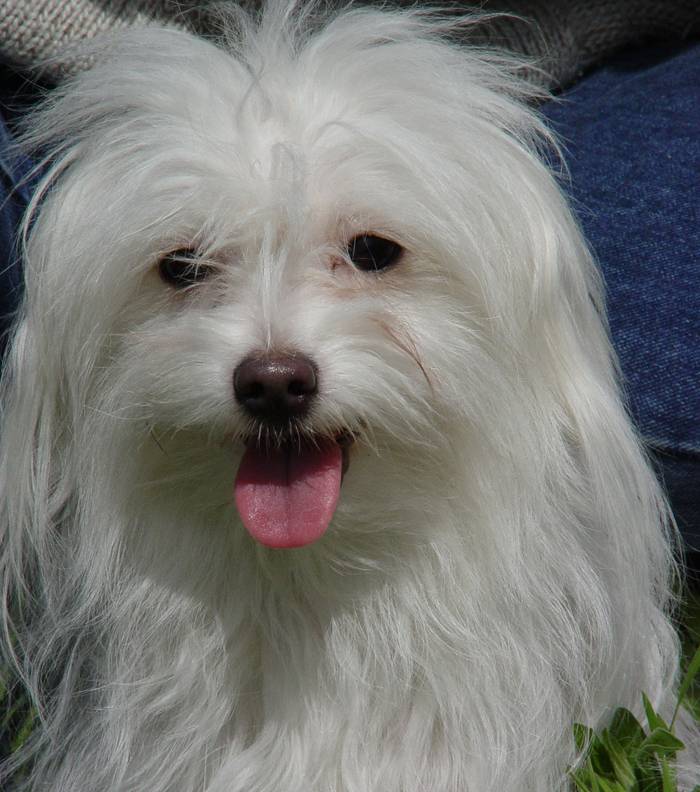 Одис: одесская домашняя идеальная собака