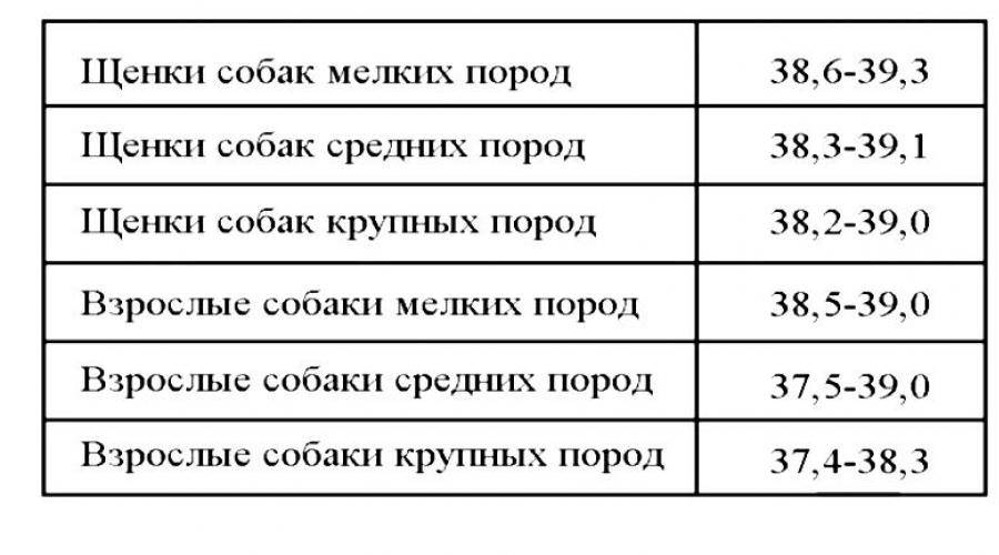 Какая нормальная температура тела у собаки и как ее самостоятельно измерить?