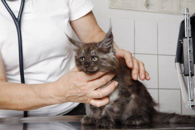 Гастрит у кошек симптомы и лечение