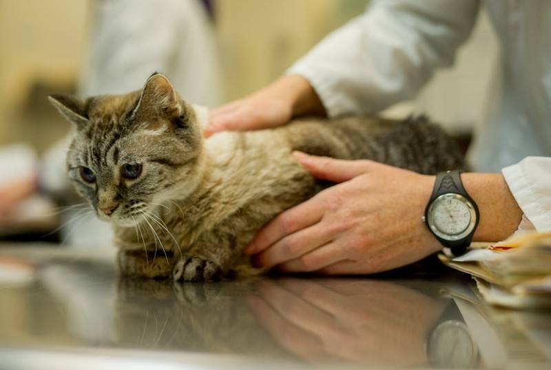 Истощение у кошек - причины потери веса  у кошек, питание, лечение в москве. ветеринарная клиника "зоостатус"