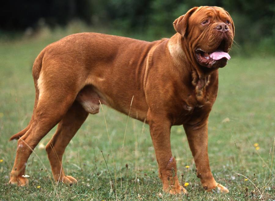 Как выглядит французский мастиф (бордосский дог): особенности характера собак и отзывы владельцев