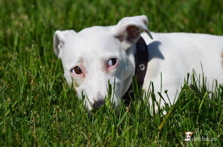 Едят ли собаки траву. Собака ест траву. Трава для домашних питомцев. Собака на траве. Собака ест траву фото.