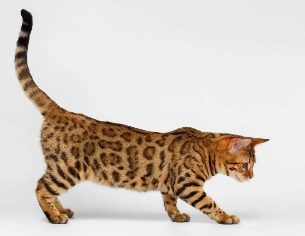 Калифорнийская сияющая кошка (19 фото): описание породы, особенности содержания котов