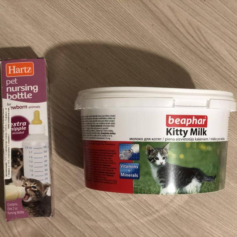 Как и чем кормить новорожденных котят, если у кошки нет молока?
