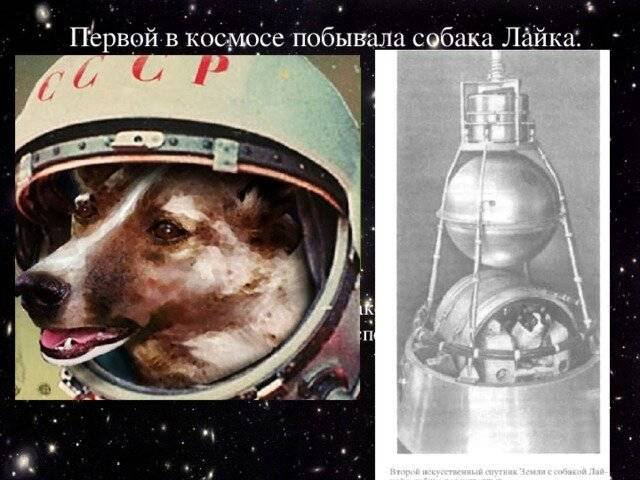 Первые собаки в космосе | фото, какие первые полетели, лайка