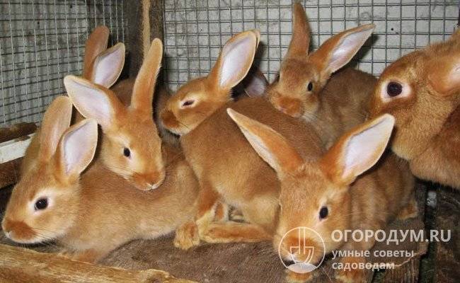Бургундский кролик: описание породы