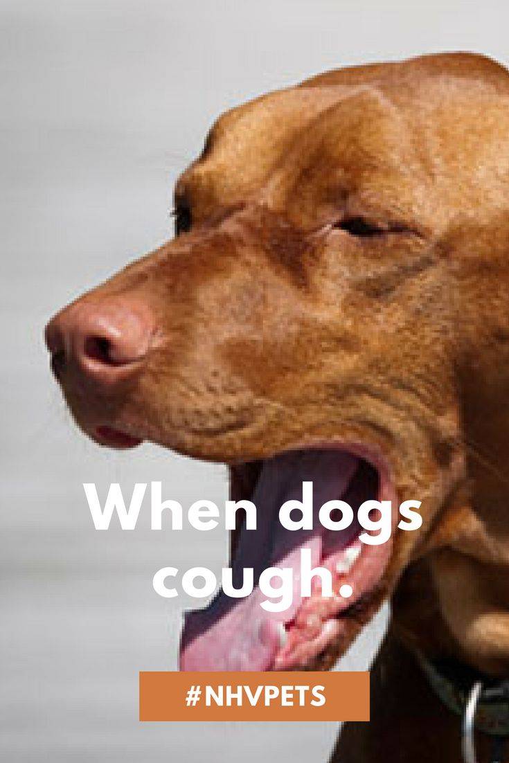 Собака кашляет как будто подавилась – что делать. кашель у собаки как будто она подавилась: причины и лечение