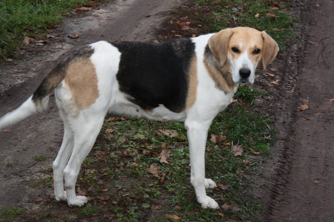Русская гончая: описание породы собак с фото и виде