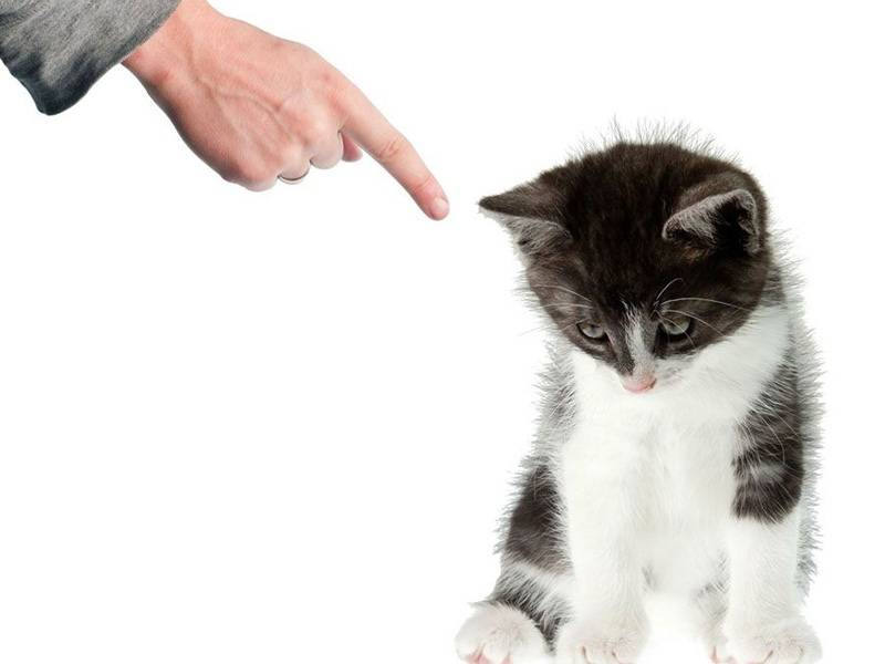 Как наказать кота за то что нагадил. можно ли бить кошку, как наказать за плохое поведение