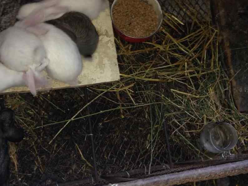 Окрол или роды крольчихи: как определить и сколько длится беременность у кроликов
окрол или роды крольчихи: как определить и сколько длится беременность у кроликов