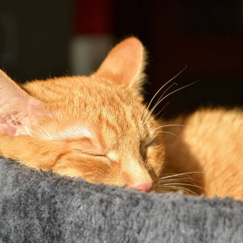 Рыжий кот: добрые приметы о солнечном животном
