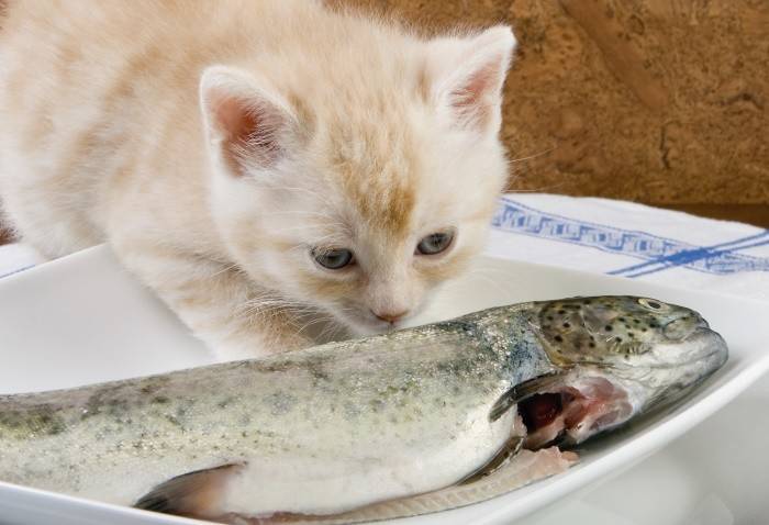 Вводить ли в рацион собаки рыбу? ответ ветеринара | блог ветклиники "беланта"