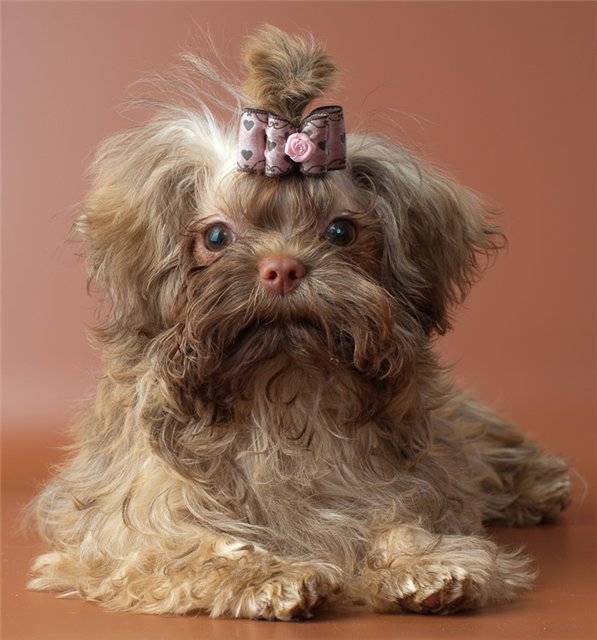 Русская цветная болонка — фото, описание породы собак, характер, отзывы