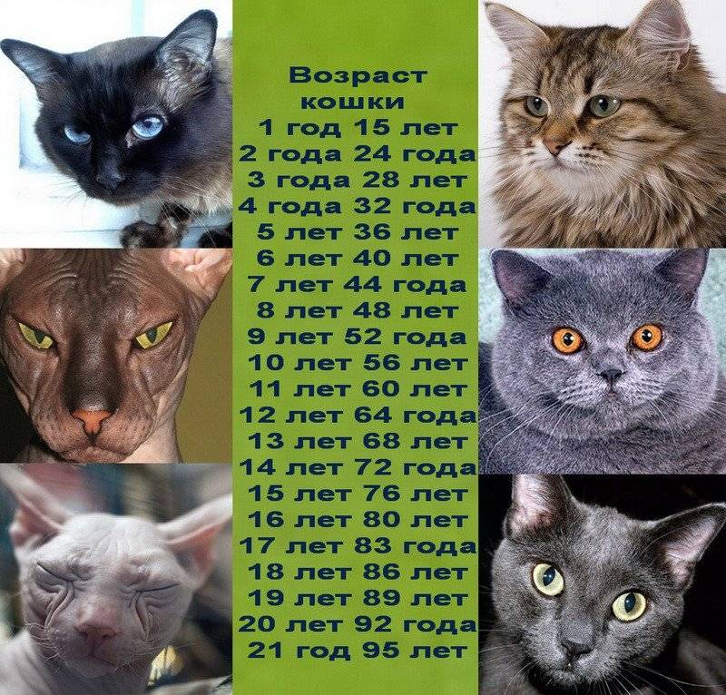 Топ-6 кошек-долгожителей и способы пополнить ряды рекордсменов