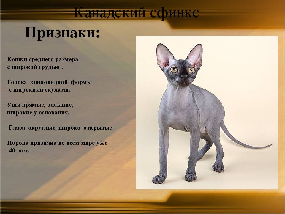 Кошки с круглыми ушами: список и описание пород