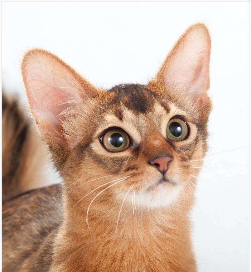 Сомалийская кошка (сомали): описание, фото, уход, содержание и характер длинношерстной кошки