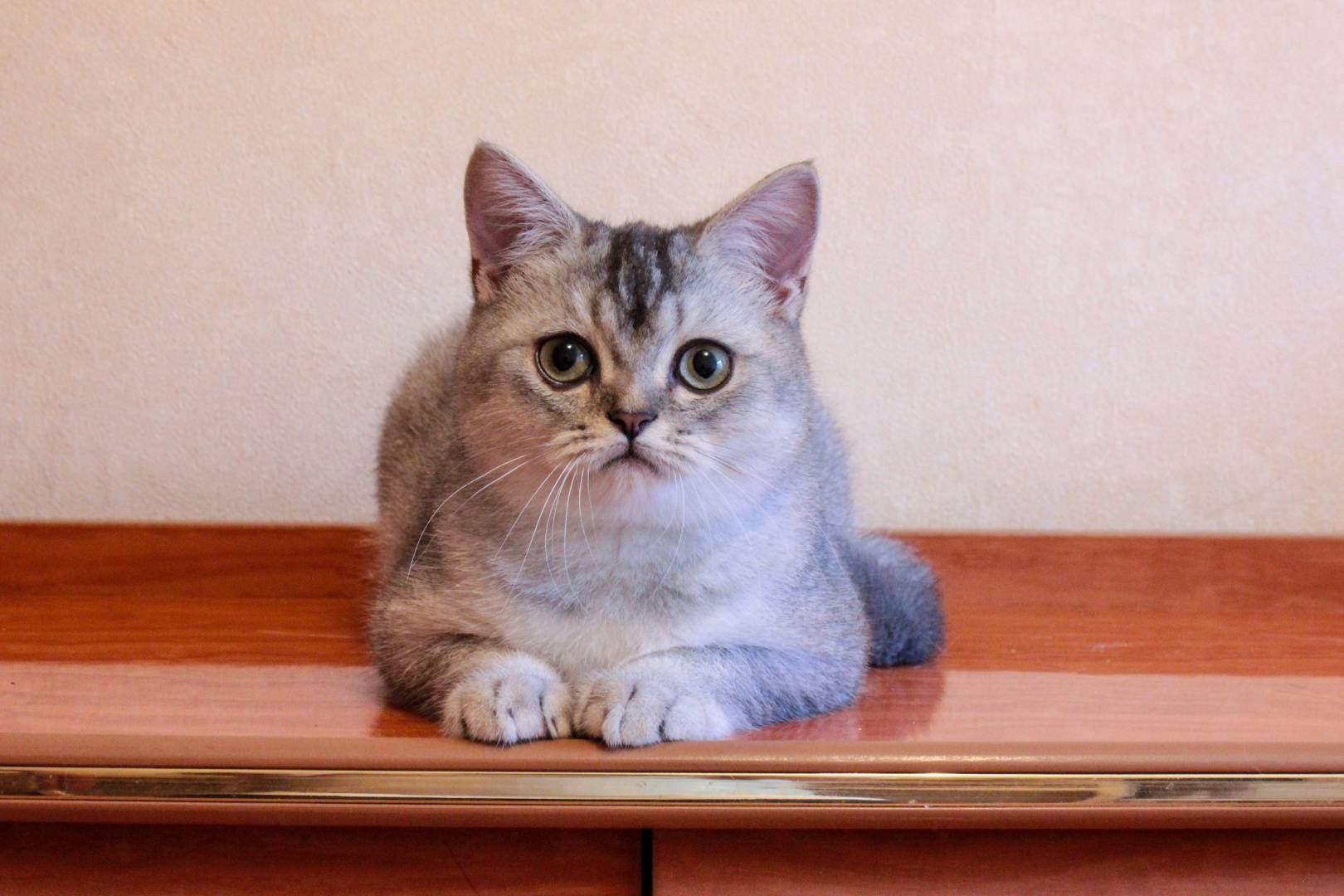 Всё о прямоухой шотландской кошки: внешний вид и характер, особенности ухода, фото
