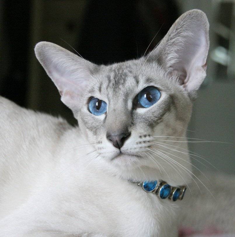 Картезианские кошки: особенности породы, характер и правила ухода