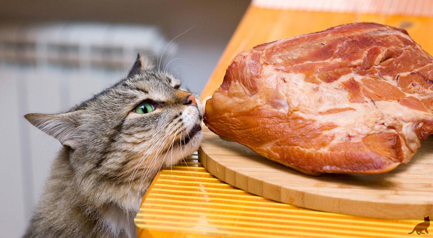 Комнатный хищник — можно ли давать коту сырое мясо?