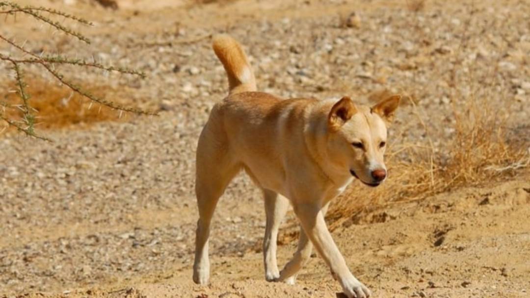 Ханаанская собака – история малоизвестной породы, уход и содержание (+ фото)