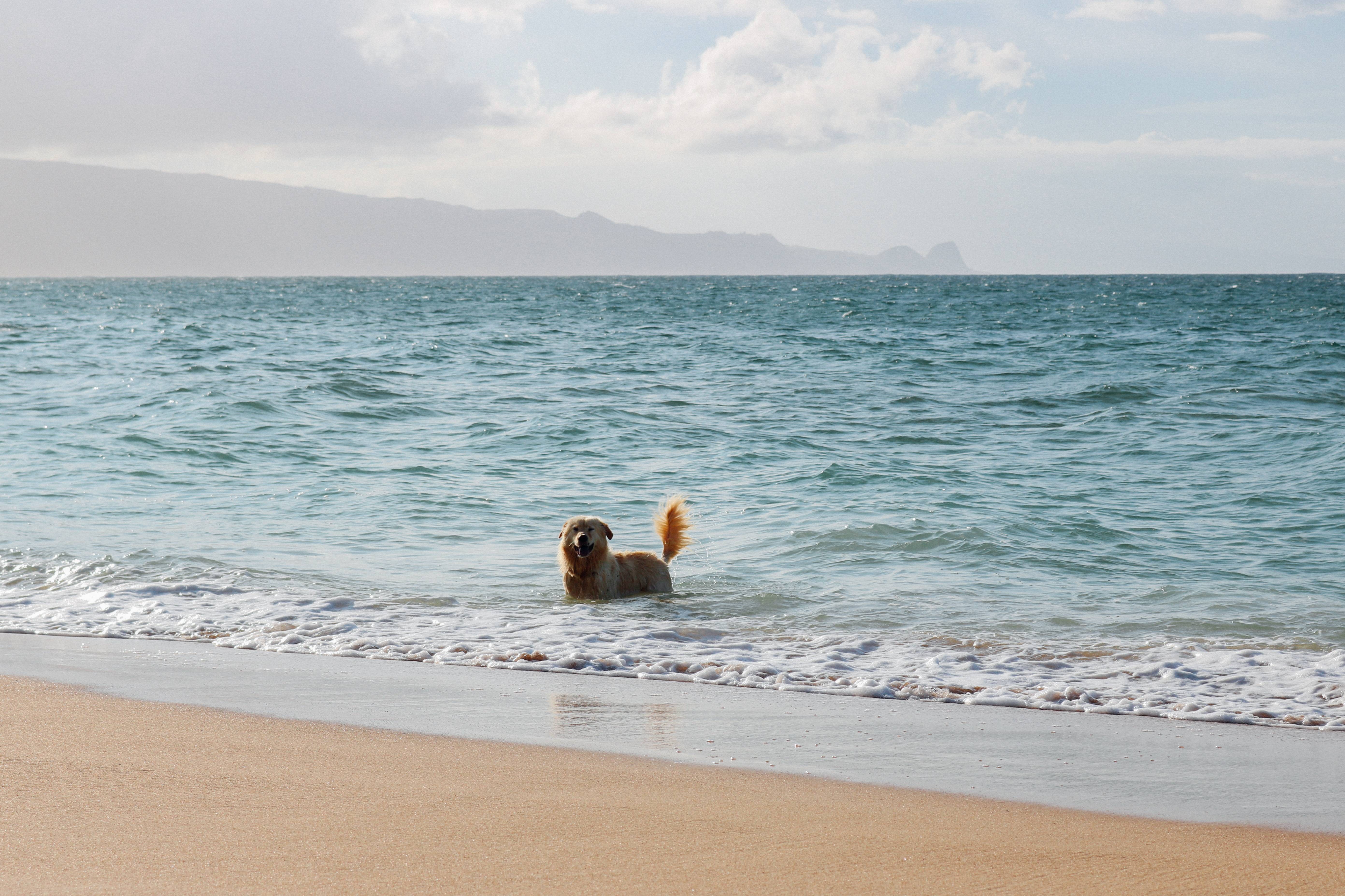 Отдых с собаками на море: куда поехать, советы, отзывы