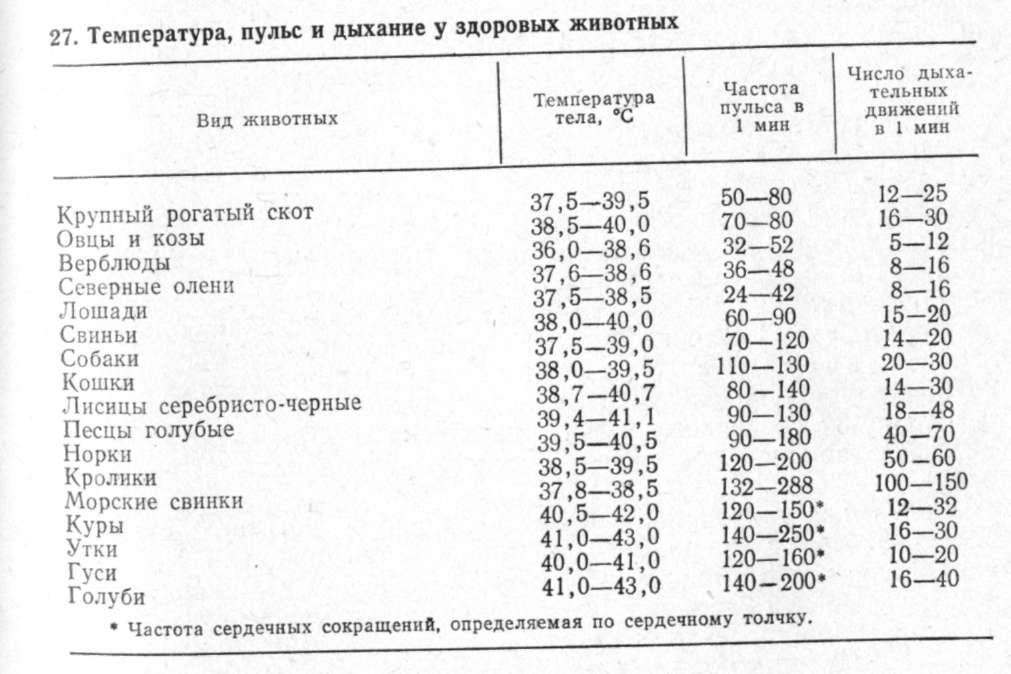 Какая температура тела у собаки считается нормальной?