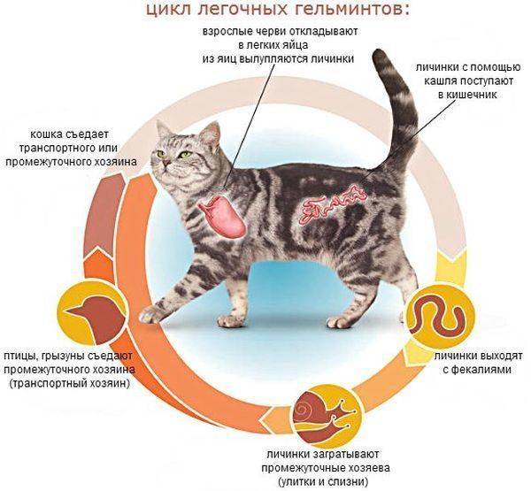 Как определить и вылечить глисты у кошек и котят