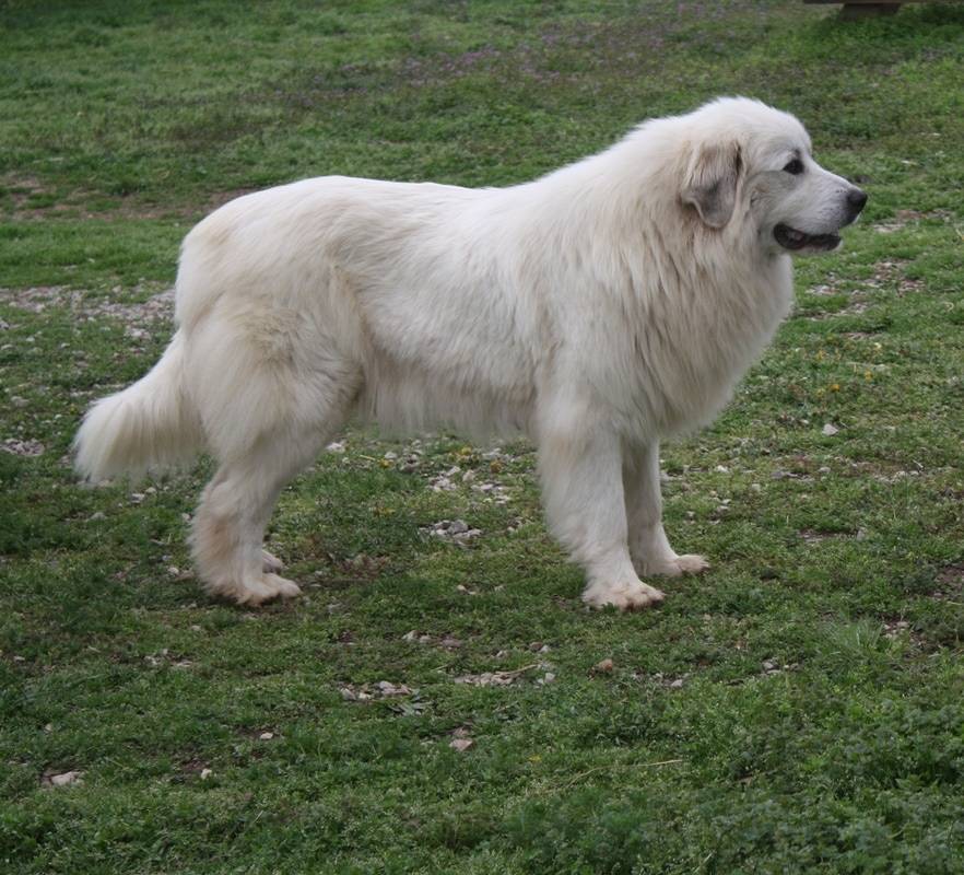 Пиренейская горная собака — википедия. что такое пиренейская горная собака