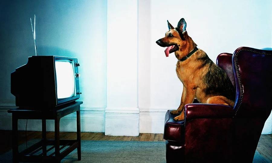 Что видят домашние животные, когда смотрят телевизор?