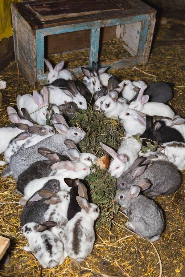 Разведение кроликов в домашних условиях: советы для начинающих