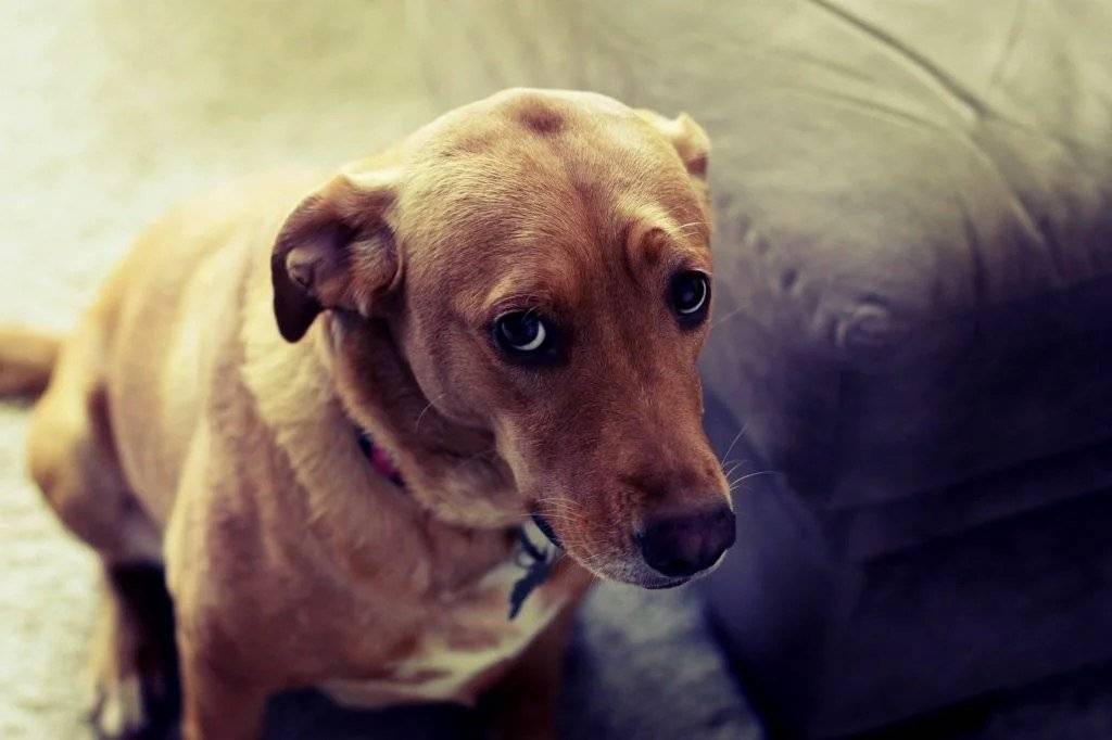 «тыкать щенка носом в его лужи — самый вредный совет»: интервью со специалистами по поведению собак