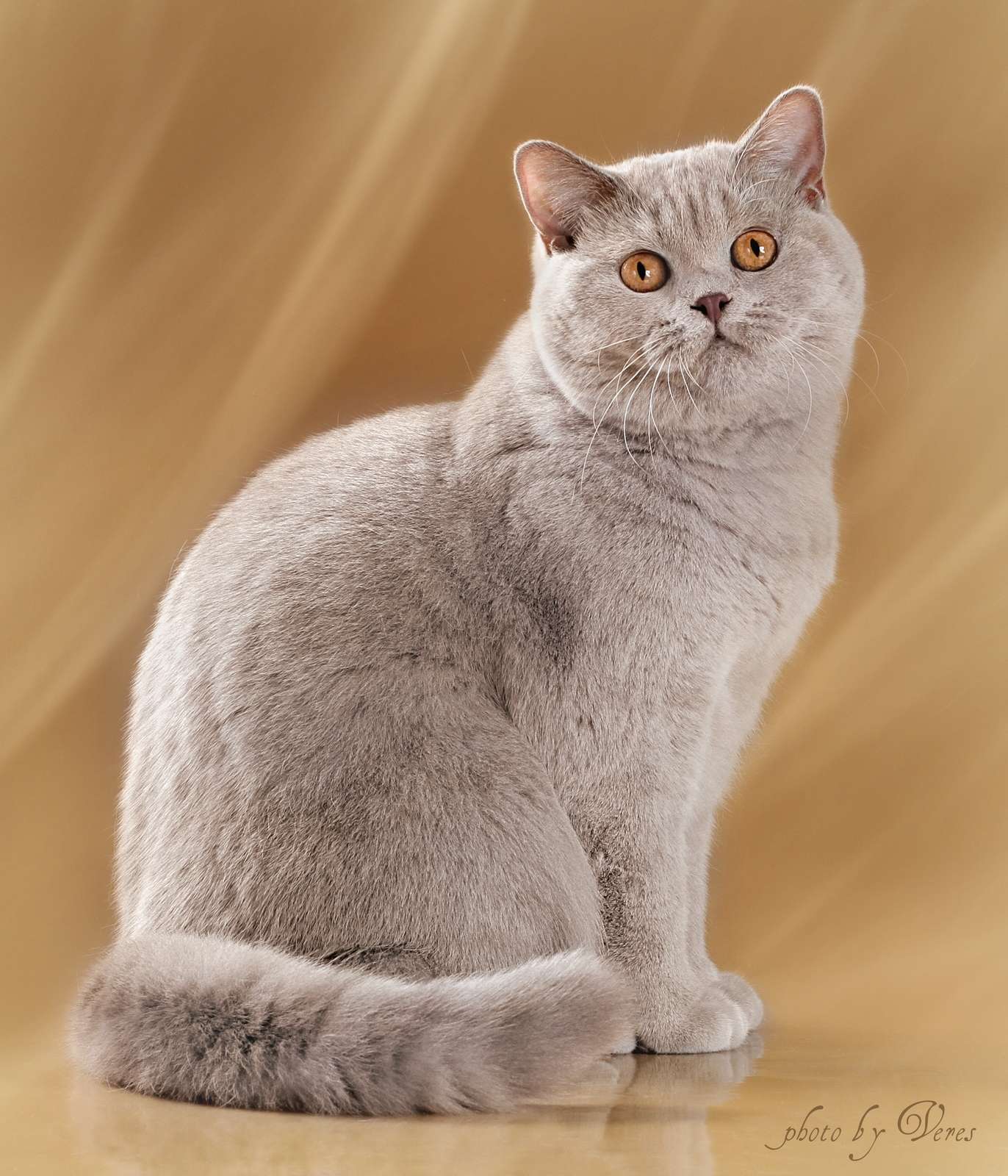 Особенности внешнего вида и характер британской короткошерстной породы кошек