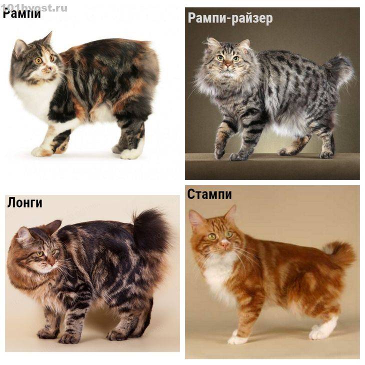 Кимрик: покупка котенка (фото) сколько стоит кимрик, и где его можно купить? как выбрать здорового котенка кимрика? есть ли проблемы в разведении данной породы?