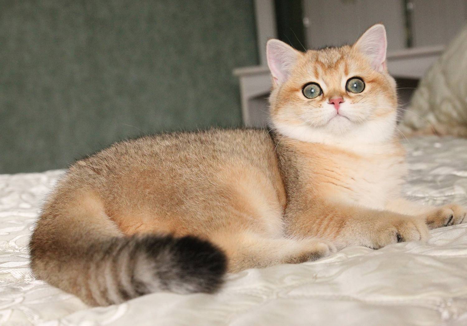 Порода кошек британская шиншилла, золотой и серебристый кот-британец: описание и уход, вязка и отзывы