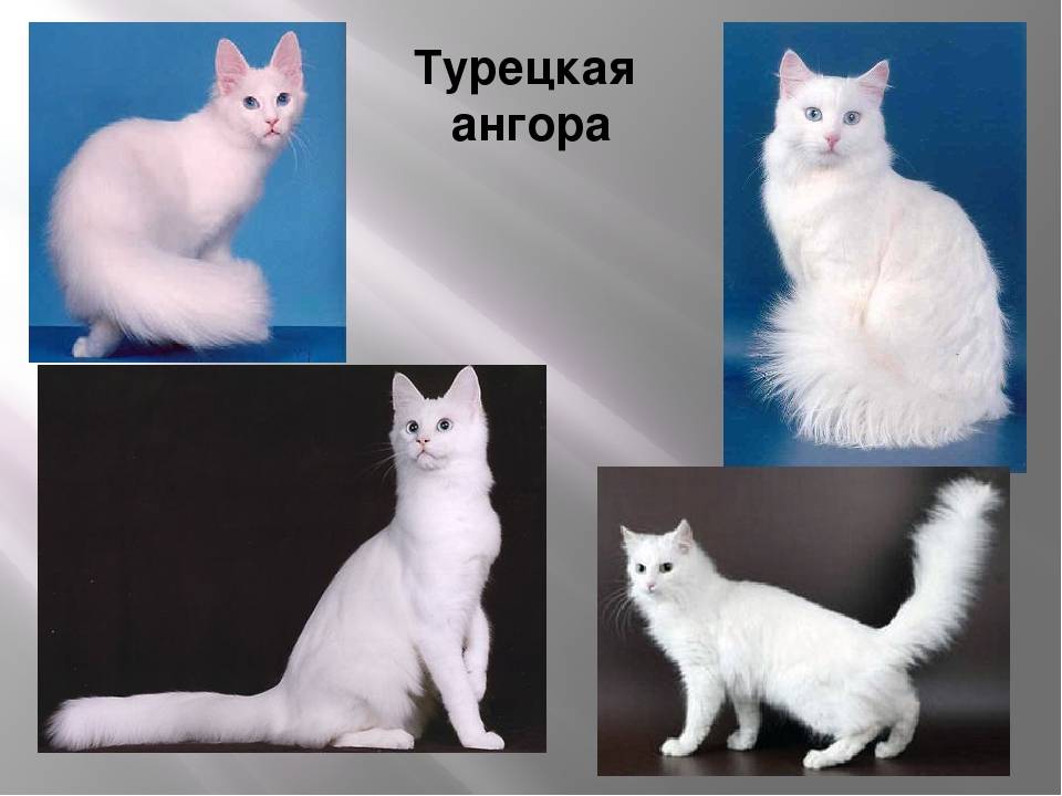 Турецкая ангора: описание породы, характер кошки, фото, котята